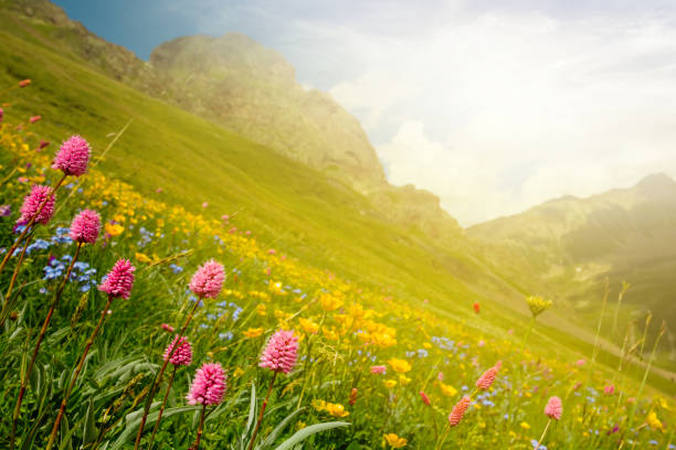 istock mountain valley at the sunset 1336135815