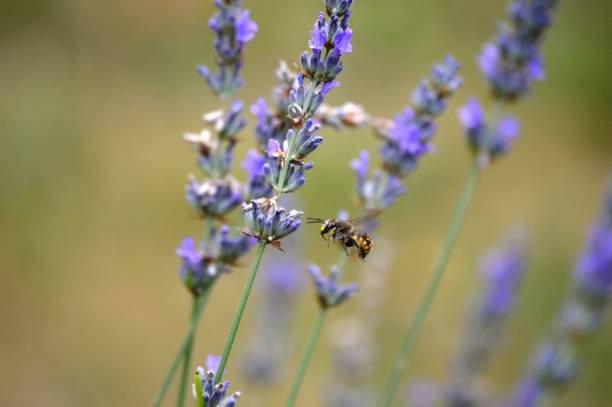 istock a small beetle on a purple lavender flower 1336135985