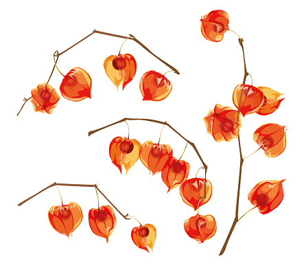 Physalis branches isolated on a white. Physalis berry.