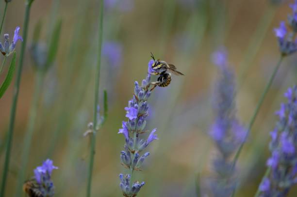 istock a small beetle on a purple lavender flower 1336136206