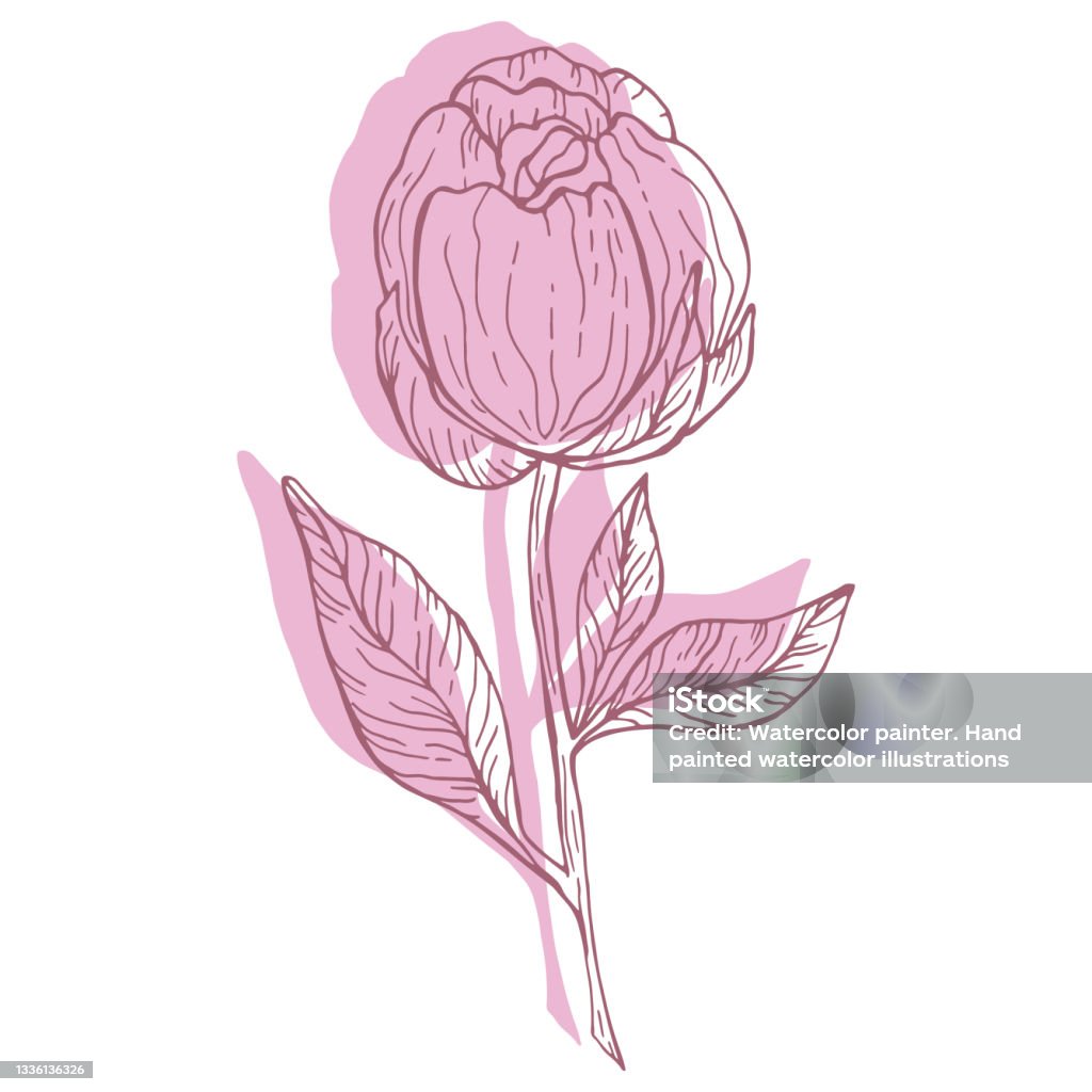 Nghệ Thuật Đường Hoa Màu Hồng Pastel Trên Nền Trắng Hoa Mẫu Đơn ...