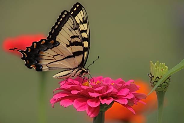 istock Tiger Swallowtail and Dark Pink Zinnia 1336137018