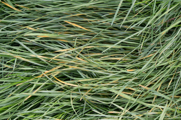 istock Green grass, lawn, close-up, background 1336137074
