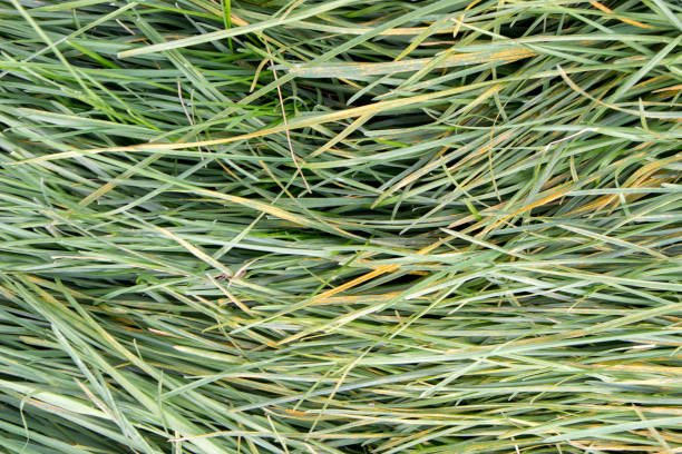 istock Green grass, lawn, close-up, background 1336137099