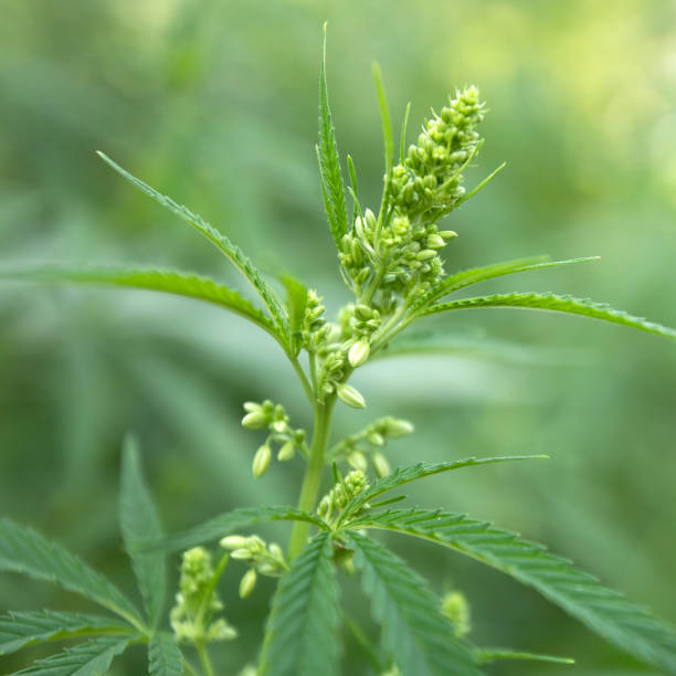 istock Medical cannabis plant selective focus, close up. 1336138144