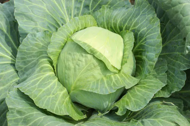 A swing of cabbage in the garden