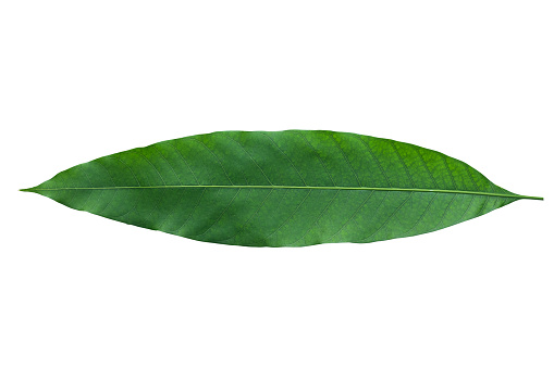 Cut out long tropical leaf