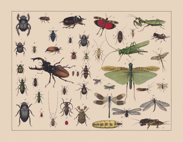 chrząszcze, szarańcza i owady o skrzydłach sieciowych, ręcznie barwiony chromolitograf, opublikowany w 1882 roku - orthoptera stock illustrations