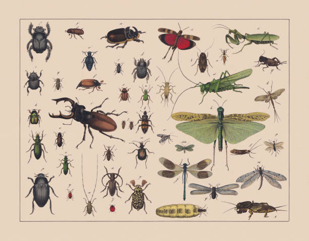 ilustrações, clipart, desenhos animados e ícones de besouros, gafanhotos e insetos com asas líquidas, cromatógrafos coloridos à mão, publicado em 1882 - chromolithograph