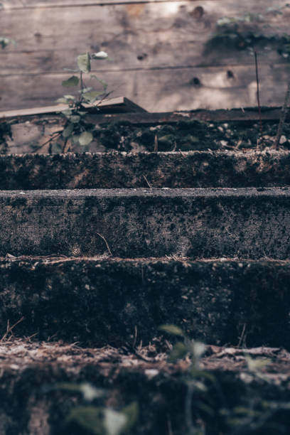 parcialmente borrados passos de concreto cinza de edifício abandonado em ruínas, coberto com musgo e galhos verdes. vertical - basement staircase old steps - fotografias e filmes do acervo