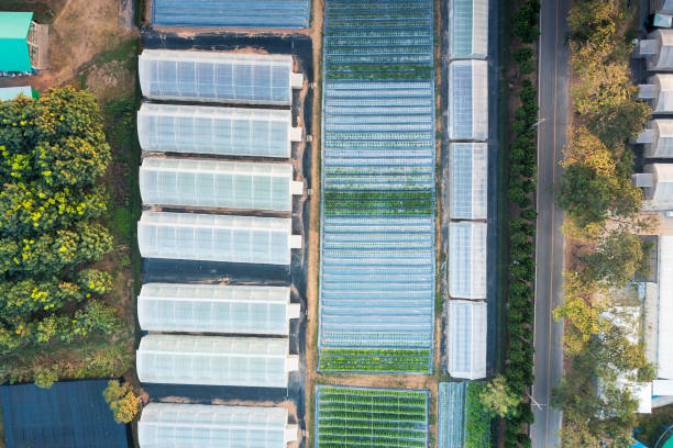 centro de pesquisa e aprendizagem de plantas em vista aérea ou vista superior para investigações, resolução e melhorias sobre produção de alimentos, segurança alimentar e proteção. - vegetable garden vegetable high angle view weeding - fotografias e filmes do acervo