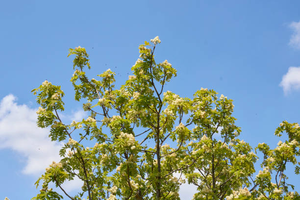 istock Sorbus domestica tree close up 1336140219