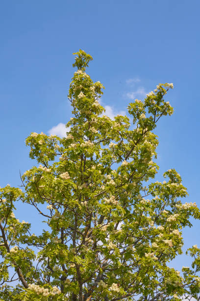 istock Sorbus domestica tree close up 1336140222