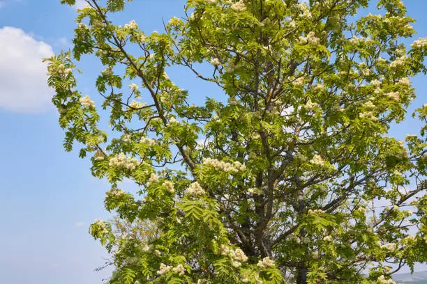 Sorbus domestica tree in bloom