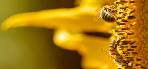 istock Honey bee collects nectar from sunflower flowers. 1336140318