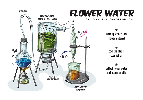Process production of essential aromatic oil and flower water using steam apparatus for distilling. Making perfumery in chemistry laboratory. Vector color sketch illustration.