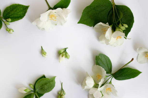 istock White Fresh Jasmine flowers on white background. 1336142316