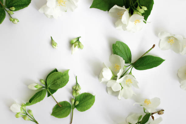 istock White Fresh Jasmine flowers on white background. 1336142459