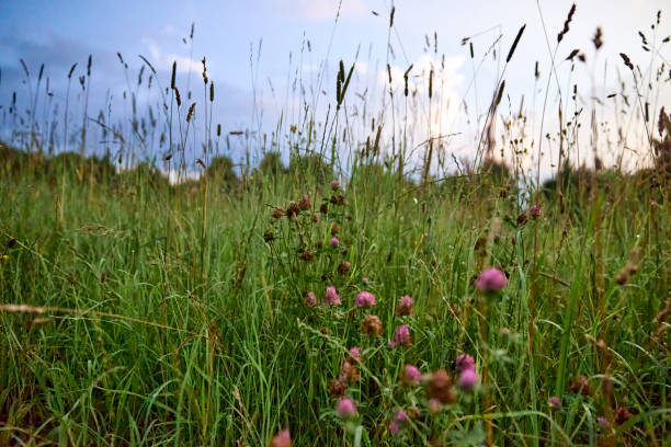 istock Morning walk in a mountain meadow in Bavaria 1336143996