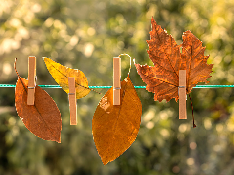 Four autumn leaves hanging on clothesline on blurred green yellow background