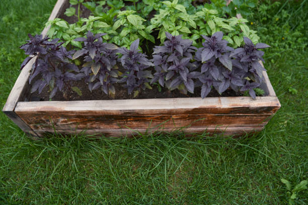 close-up of a purple and green basil growing on a flower bed in the garden, side view.copy space. a fragrant seasoning grows in a garden bed. young, freshly grown basil - agriculture bed botany copy space imagens e fotografias de stock