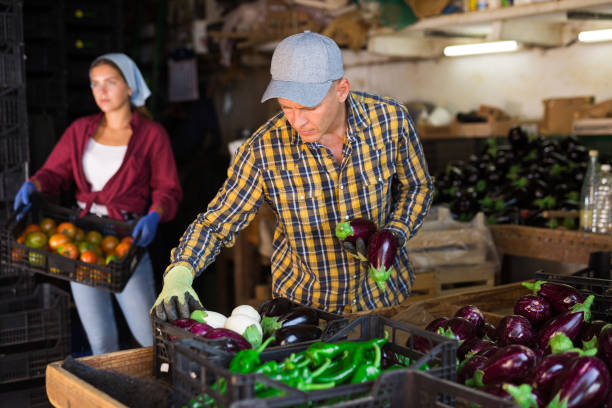 istock Focused worker of vegetable farm sorting harvested purple eggplants 1336144837