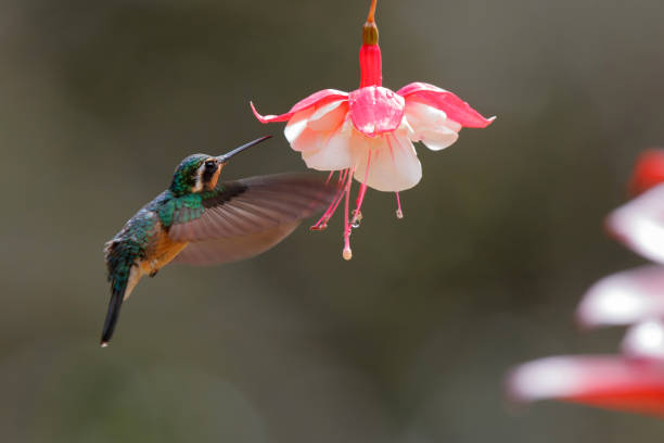 istock Hummingbird, White-throated Mountain-gem 1336145438