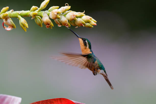 istock Hummingbird, White-throated Mountain-gem 1336145452