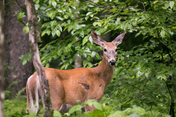 istock Female Deer In The Woods 1336146091