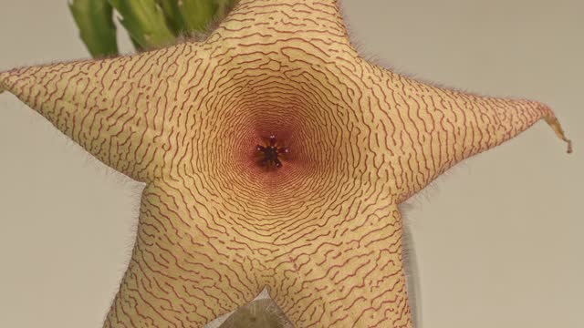 close up detail of beautiful pattern the large Yellow starfish cactus flower.