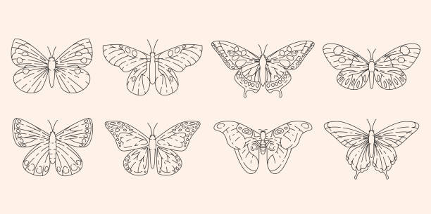 蝶はアウトラインベクトルのイラストを設定します。牧草地昆虫輪郭設計要素。 - butterfly monarch butterfly isolated flying点のイラスト素材／クリップアート素材／マンガ素材／アイコン素材