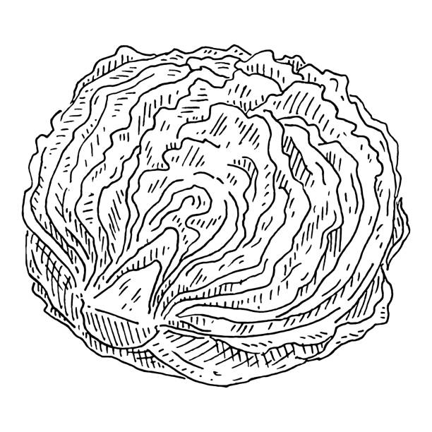 ilustrações de stock, clip art, desenhos animados e ícones de fresh half head iceberg lettuce. vintage hatching color illustration. - agriculture backgrounds cabbage close up