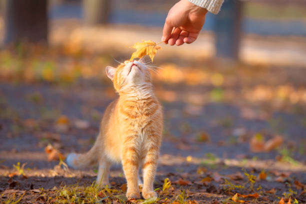 istock A man's hand strokes a red cat with a maple leaf in an autumn park. 1336147272