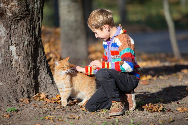 istock A little boy in an autumn park plays with a ginger cat. 1336148102