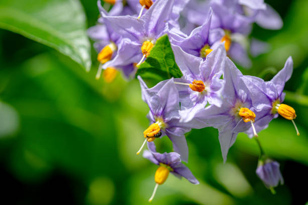 Solanum crispum glasnevin, Chilean potato tree