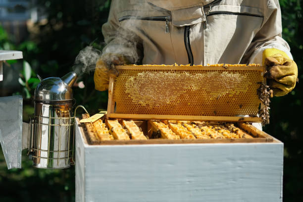 양봉가. 양봉가가 양봉가에서 꿀벌과 벌집과 함께 일하고 있습니다. 양봉. - beehive rural scene bee outdoors 뉴스 사진 이미지