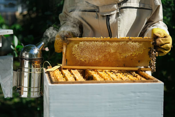 Beekeeper on apiary. Beekeeper is working with bees and beehives on the apiary. Apiculture. Beekeeper on apiary. Beekeeper is working with bees and beehives on the apiary. apiculture photos stock pictures, royalty-free photos & images