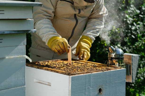 바르로아 미트 컨트롤. 바르로아 파괴자. varroa mite에서 꿀벌을 치료하는 방법. 양봉가가 바로아 미트의 벌을 취급합니다. 꿀벌의 질병과 치료. 바르루아시스. - colony collapse disorder 뉴스 사진 이미지