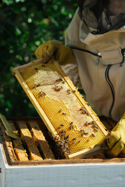 istock Beekeeper on apiary. Beekeeper is working with bees and beehives on the apiary. Apiculture. 1336148555