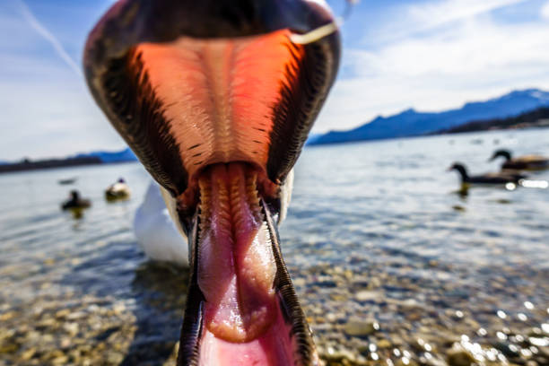 swan at the chiemsee lake - bavaria