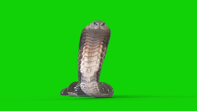 Cobra Snake Stock Videos and Royalty-Free Footage - iStock