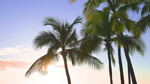 die blätter eines kokosnussbaums wiegen sich im wind gegen einen blauen himmel. heller sonniger tag am strand von waikiki, oahu hawaii. - tree wind palm tree hawaii islands stock-fotos und bilder