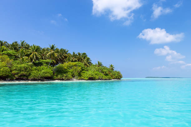 istock Sea with coconut palms island 1336153556