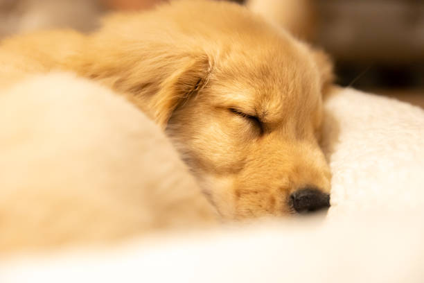 istock Adorable golden retriever puppy curled up sleeping. 1336153783