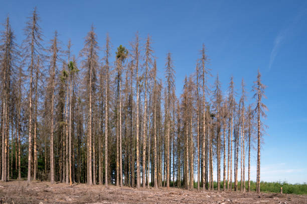 Forest dieback in North Rhine Westphalia, Germany Panoramic image of dead forest, forest dieback in North Rhine Westphalia, Germany forest dieback stock pictures, royalty-free photos & images