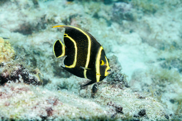 Juvenile Gray Angelfish stock photo