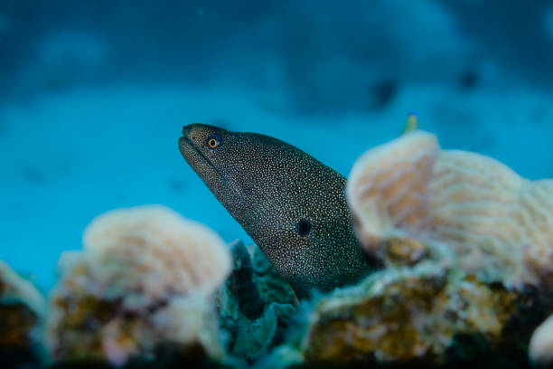 Goldentail moray eel and blue background stock photo