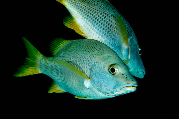 Schoolmaster Snapper with black background stock photo