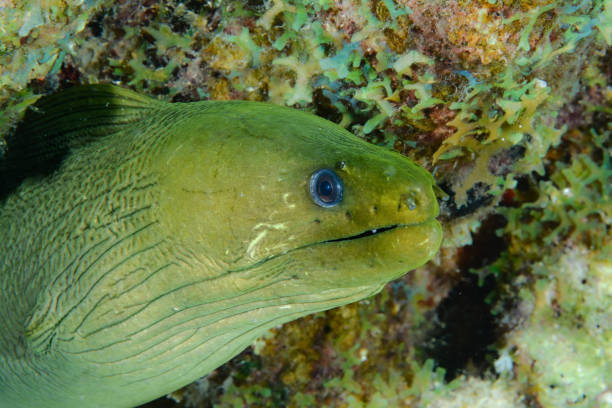 Green moray eel stock photo
