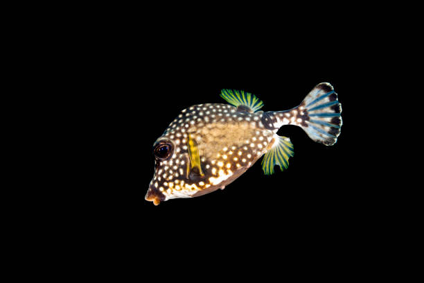 Smooth trunkfish with black background stock photo